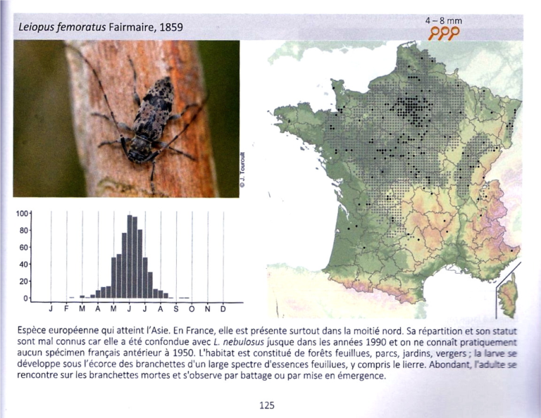 Petite histoire d’une découverte : Leiopus femoratus en France – Seconde partie