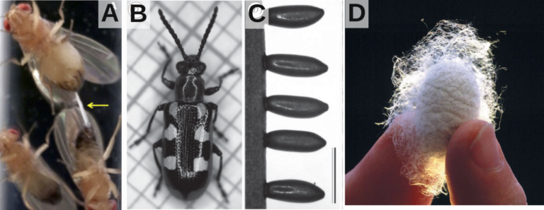 Les propriétés insoupçonnées de la colle produite par la drosophile