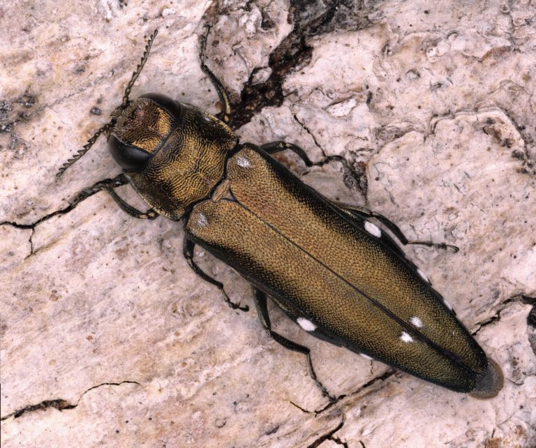 Effets des dépérissements forestiers sur les Agriles et insectes associés aux canopées