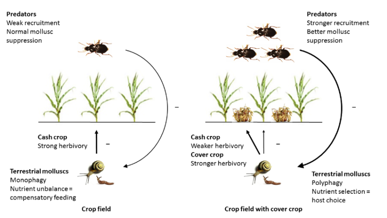 Ecologie nutritionnelle des herbivores