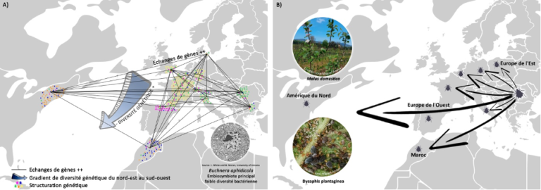 Colonisation récente du pommier dans les vergers en Europe, au Maghreb et en Amérique du Nord par le Puceron cendré