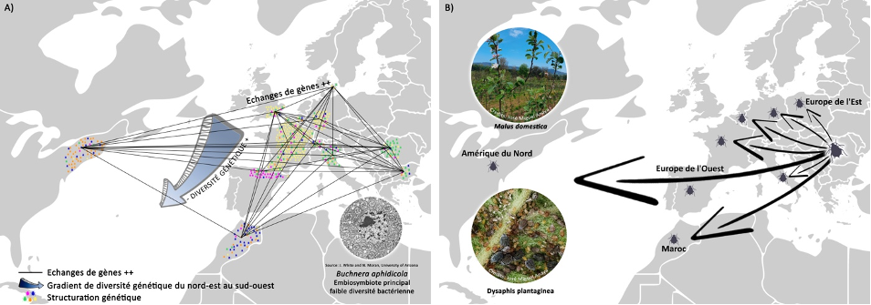 Colonisation récente du pommier dans les vergers en Europe, au Maghreb et en Amérique du Nord par le Puceron cendré