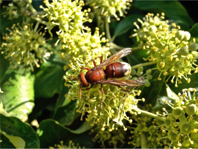 Observation d&rsquo;un nouveau frelon sur le sol français : Vespa orientalis