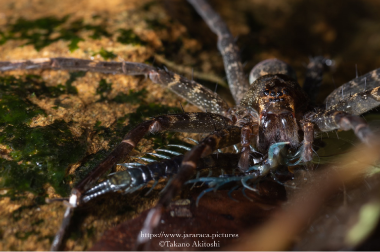 Projet Orion : Expédition documentaire à Okinawa