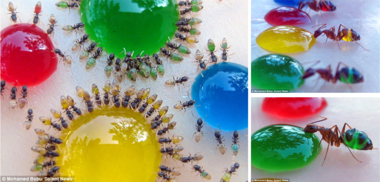 Expérimentations à réaliser avec des élevages de fourmis