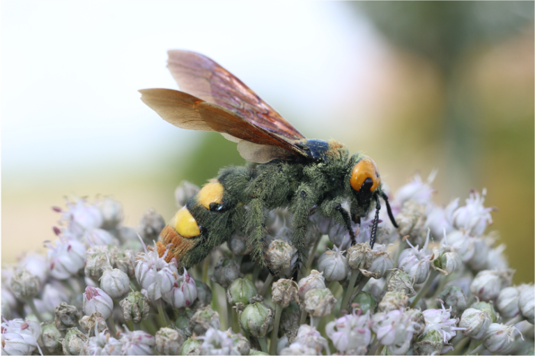 Les Scoliidae : de belles guêpes méconnues
