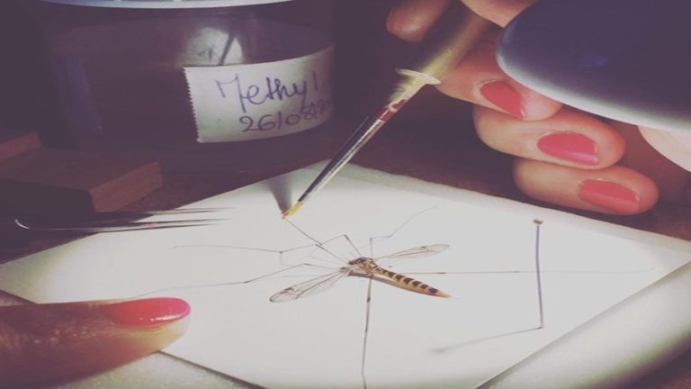 Être restauratrice de collections entomologiques : Aline Donini