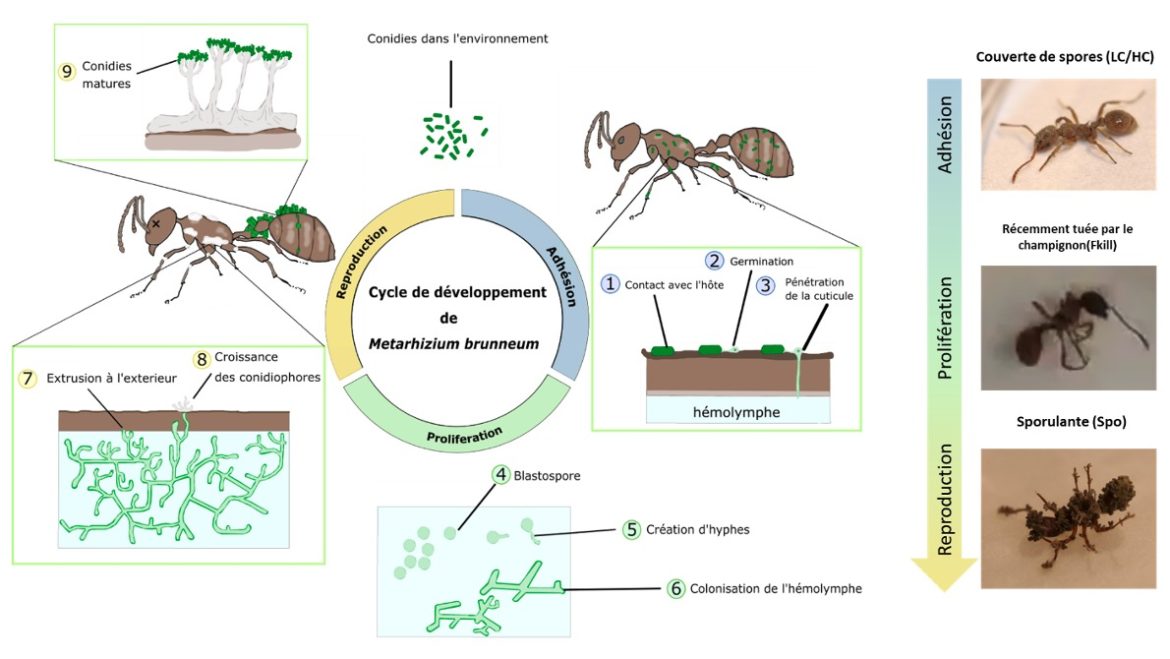 Comment les fourmis Myrmica rubra limitent-elles l’apport de pathogènes durant le fourragement ?