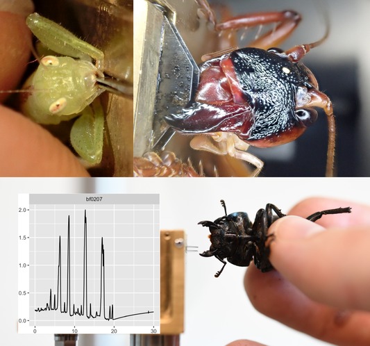 Une base de données sur la performance de morsure des insectes