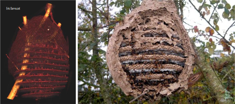 Des voies prometteuses de lutte biologique contre le frelon asiatique