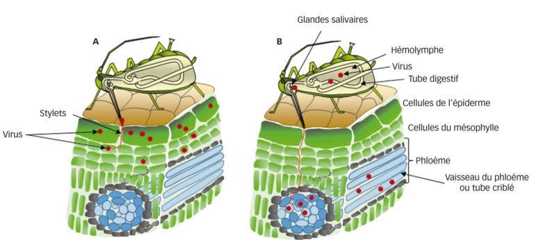 Les insectes : vecteurs de virus de plantes