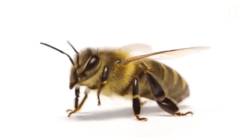 Le contrôle d’altitude chez les abeilles