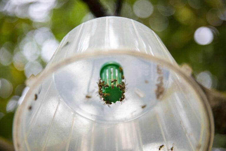 L’ANR DISLAND : un projet de génétique du paysage pour informer la dispersion de la mouche orientale des fruits dans les paysages agricoles sénégalais