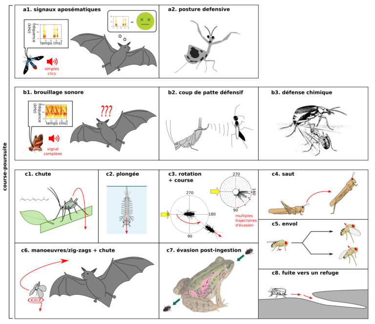 Le guide évasion – Partie 1 : écologie des jeux de cache-cache et de poursuite évasion