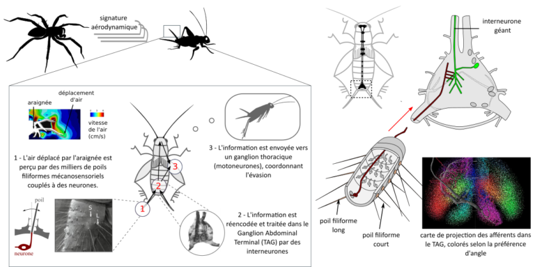 Le guide évasion – Partie 2 : de la perception de stimuli dangereux aux actions motrices