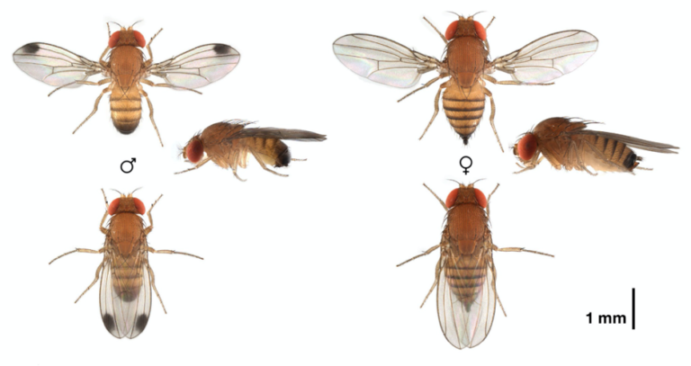 Drosophila suzukii : une petite mouche pas si innocente