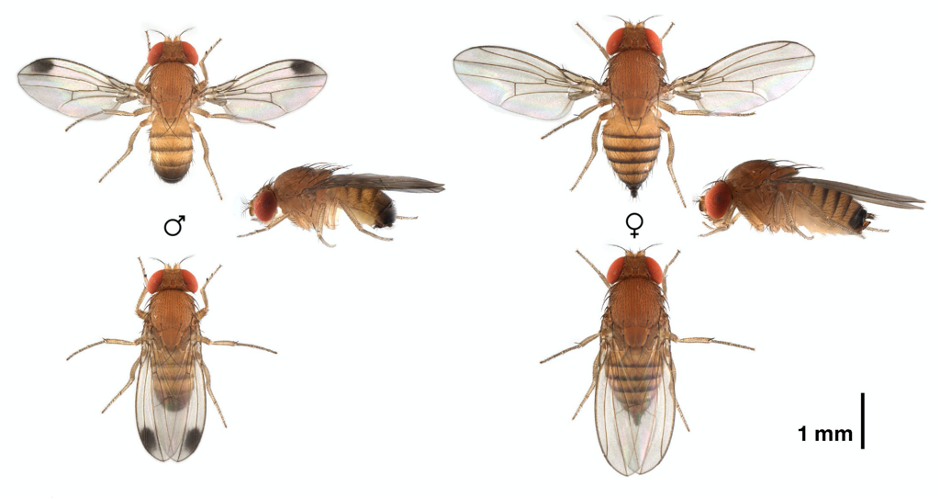 Drosophila suzukii : une petite mouche pas si innocente