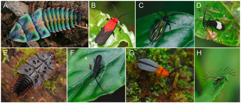 Platerodrilus : cas de néoténie chez les insectes