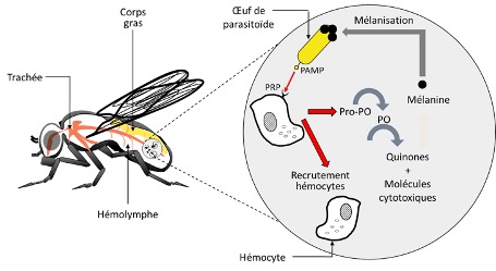 Le système immunitaire des insectes