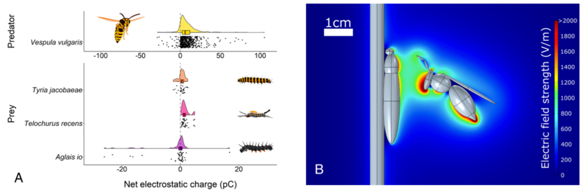 Electroréception dans les interactions proies prédateurs chez les insectes