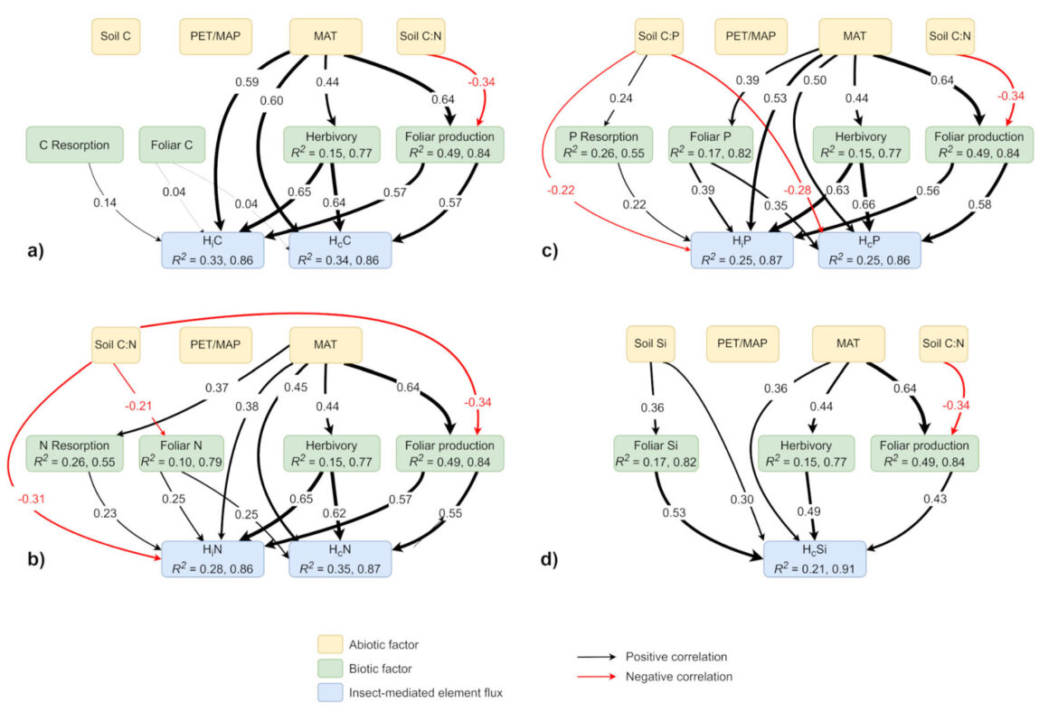 Impact des insectes phytophages sur le cycle biogéochimique dans les forêts de feuillus