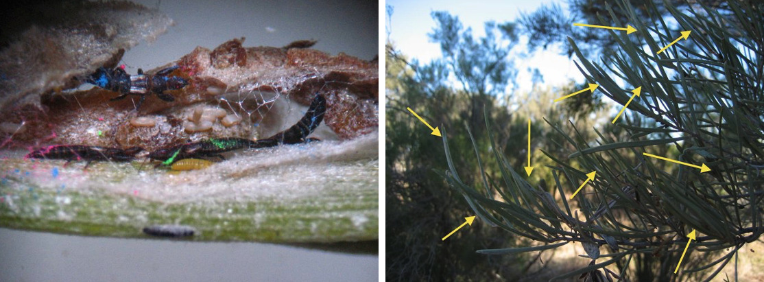 Les secrets sociaux de Dunatothrips aneurae : entre coopération et égoïsme dans l’aridité australienne