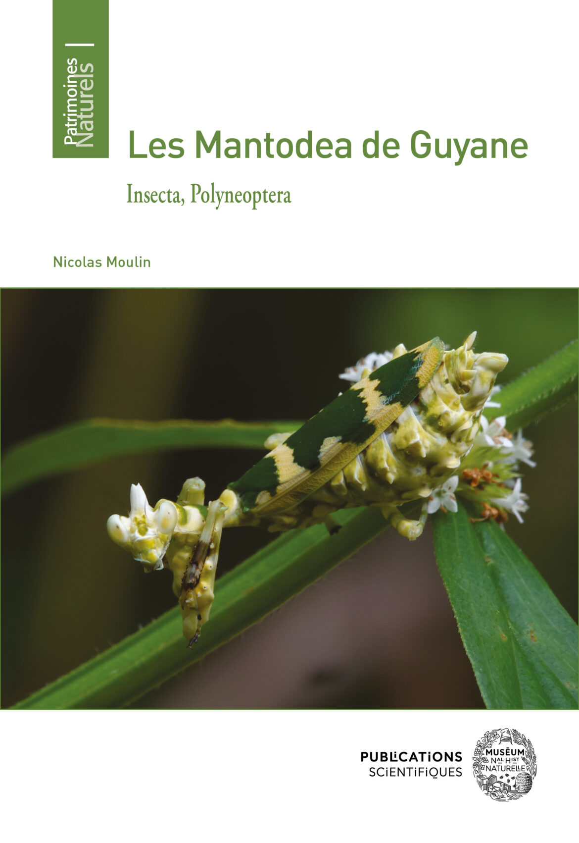 Les Mantodea de Guyane – Par Nicolas Moulin