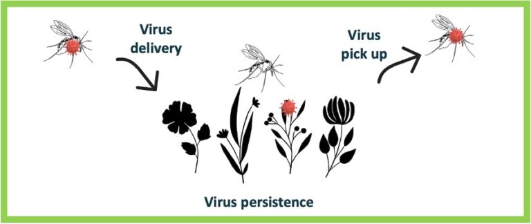Phlébotomes et phlébovirus : dynamique d’infection du virus Toscana chez le vecteur Phlebotomus perniciosus