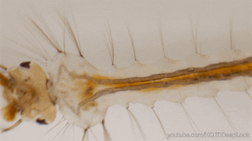 Système circulatoire chez les insectes – Description anatomique et fonctionnement