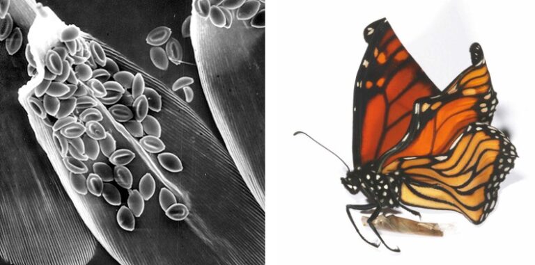 Automédication parasitaire chez le Monarque