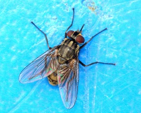 Stomoxes : nouveau protocole de lutte biologique pour contrôler les populations