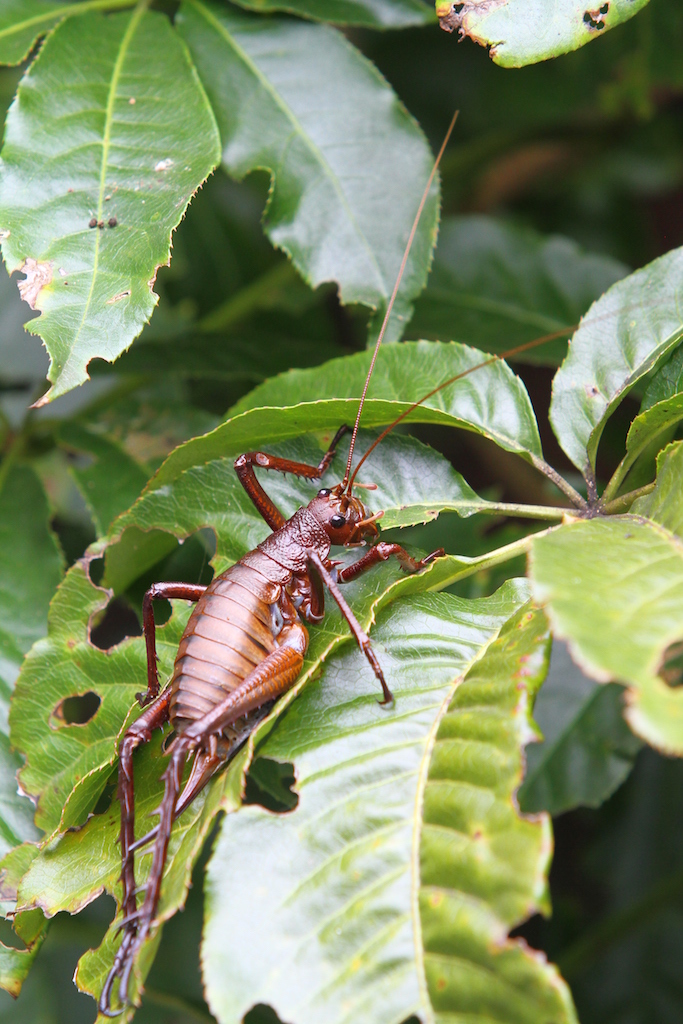Les weta : des insectes géants de nouvelle-Zélande