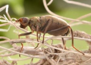 Calycopteryx moseleyi