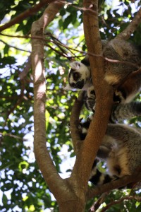 Lémuriens : Lemur catta