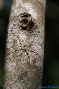 Araignée sur un tronc d'arbre (Source : © B. GILLES) 