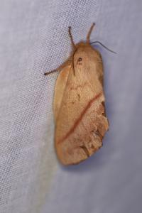 Papillon - non déterminé (Lepidoptera)