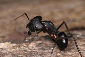 Camponotus sp. - non déterminée (Formicidae)