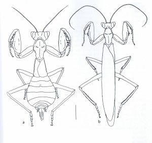 Ameles spallanzania Ameles spallanzania - à gauche : femelle - à droite : mâle - échelle : 4mm (Source : Battiston et al., 2010)