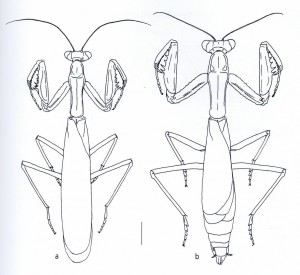 Iris oratoria Ameles spallanzania - à gauche : mâle - à droite : femelle - échelle : 4mm (Source : Battiston et al., 2010)
