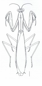 Mantis religiosa - échelle : 4mm (Source : Battiston et al., 2010)