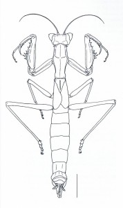 Pseudoyersinia sp. - échelle : 4mm (Source : Battiston et al., 2010)
