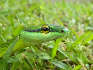 Serpent liane (Leptophis ahaetulla)    