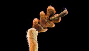 Coléoptère du genre Sternotomis sp. - Zoom des tarses d'une patte - 80 heures de travail