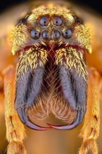 Araignée Zoropsis spinimana