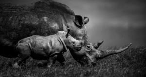 Jeune rhinocéros blanc et sa mère - Kenya - 2013 (L. Baheux)