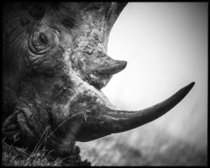 Corne de rhinocéros blanc - Afrique du Sud - 2008 (L. Baheux)
