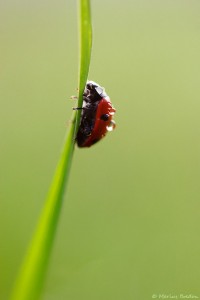 Coccinellidae  